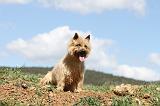 CAIRN TERRIER 101